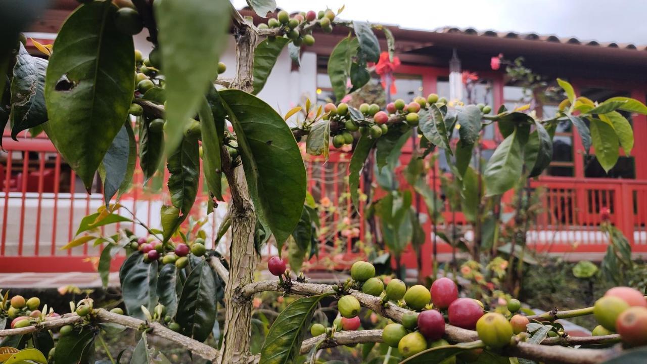 Ecohotel Pinohermoso Reserva Natural 萨兰托 外观 照片