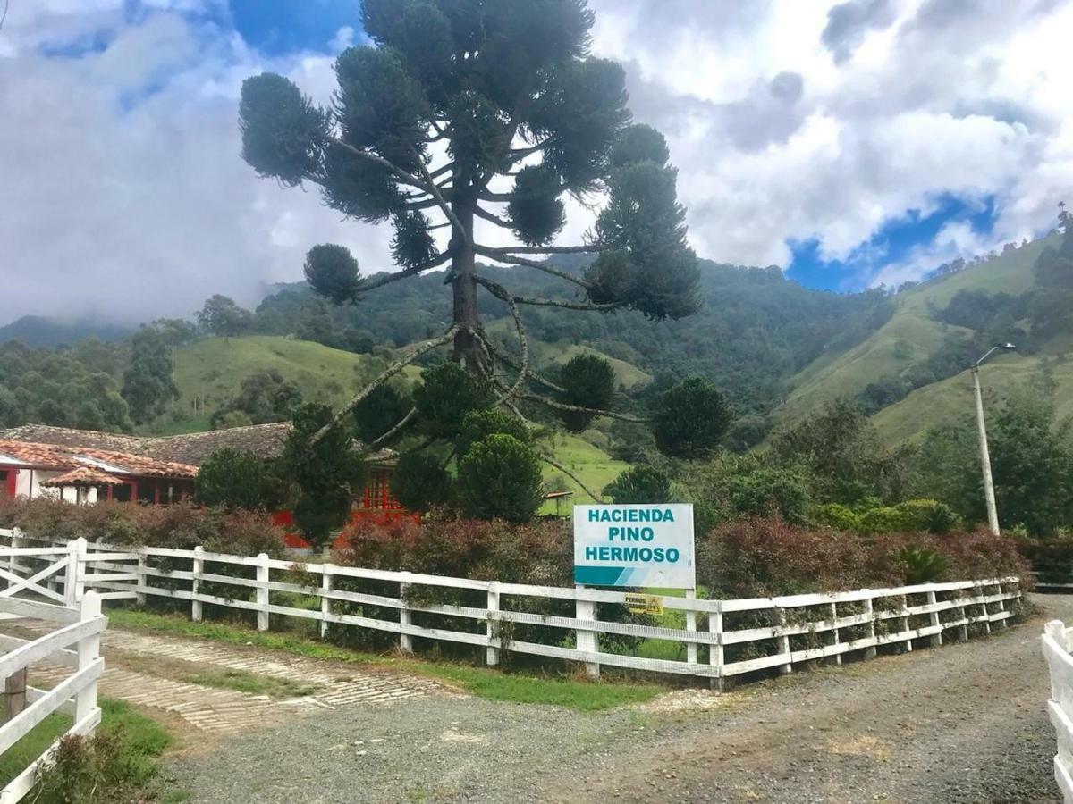Ecohotel Pinohermoso Reserva Natural 萨兰托 外观 照片