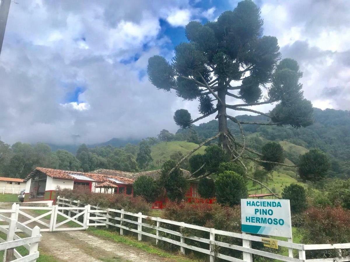 Ecohotel Pinohermoso Reserva Natural 萨兰托 外观 照片