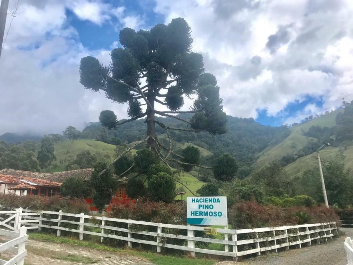 Ecohotel Pinohermoso Reserva Natural 萨兰托 外观 照片